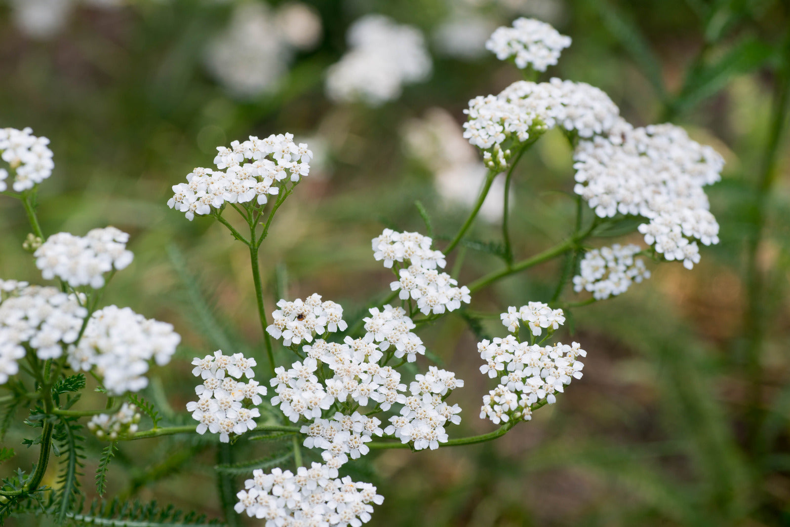 ACHILLEA MILLEFOLIUM / COMMON YARROW