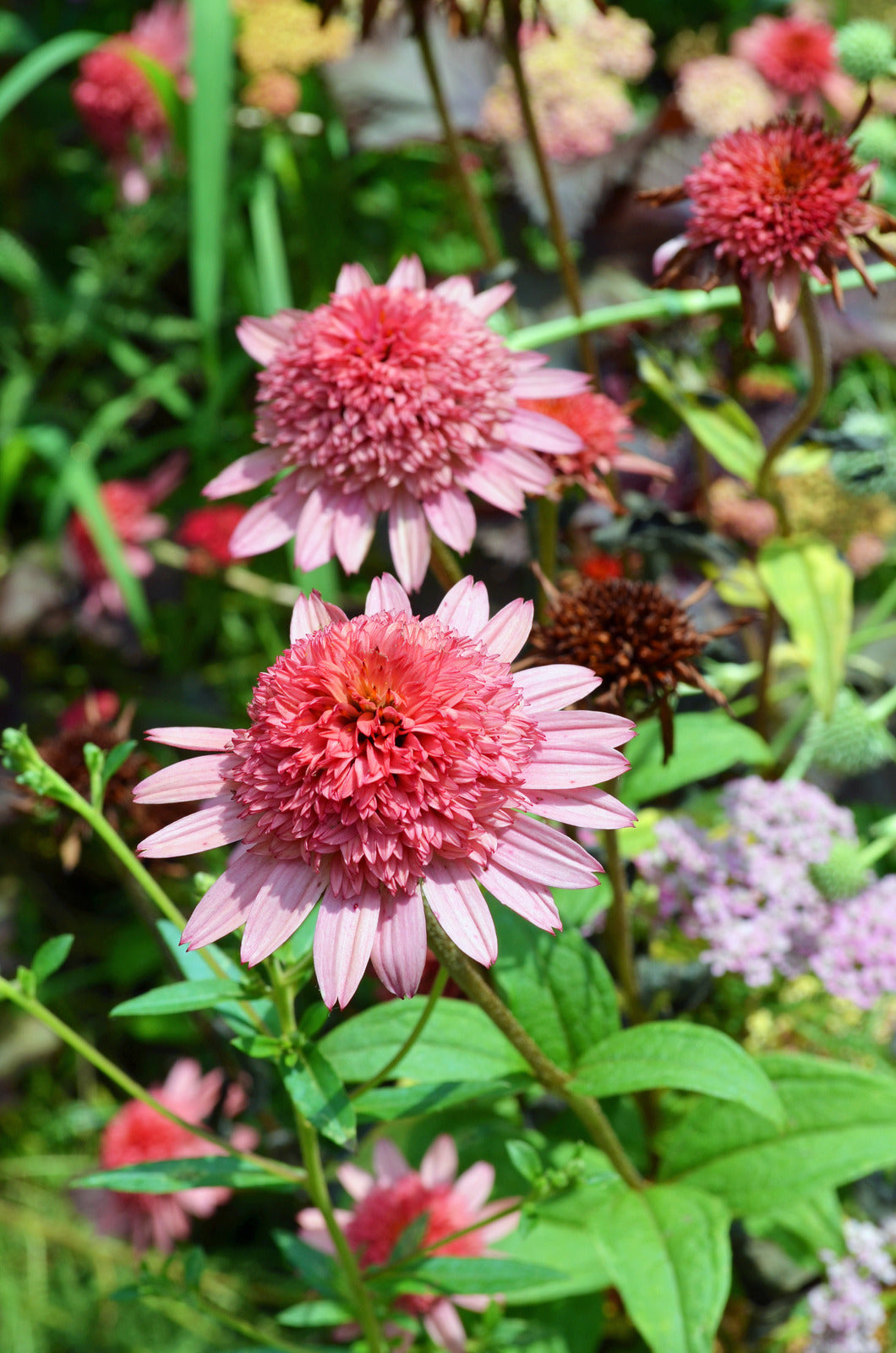 ECHINACEA X DOUBLE SCOOP™ BUBBLE GUM / BUBBLE GUM CONEFLOWER