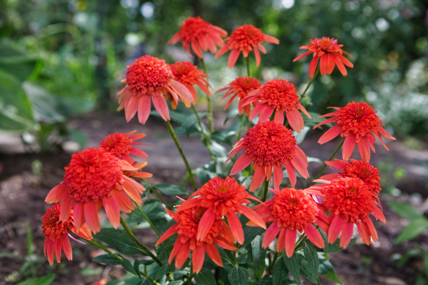ECHINACEA DOUBLE SCOOP MANDARIN / DOUBLE SCOOP MANDARIN CONEFLOWER