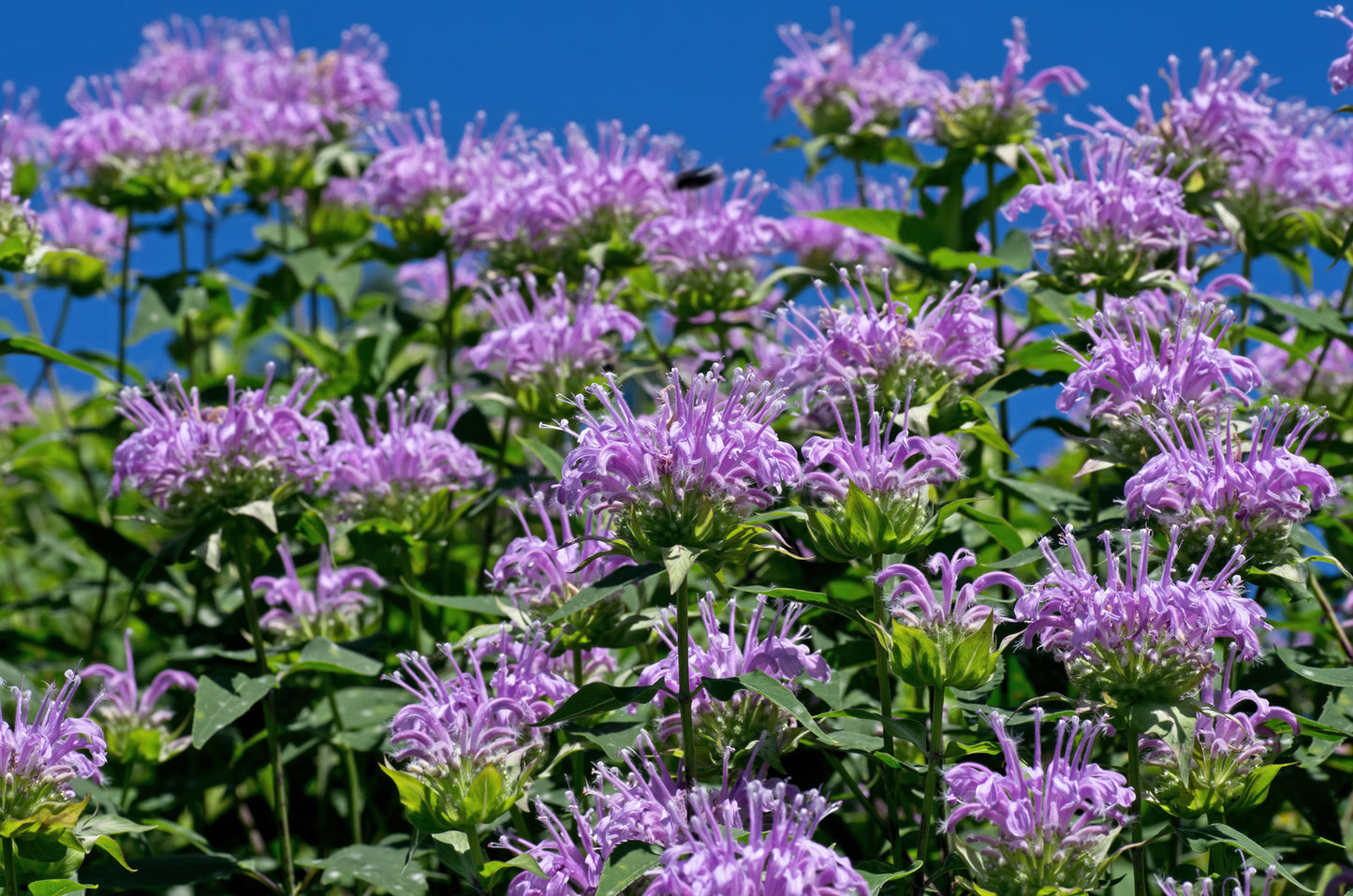 MONARDA DIDYMA GRAND PARADE™ / GRAND PARADE™ BEE BALM