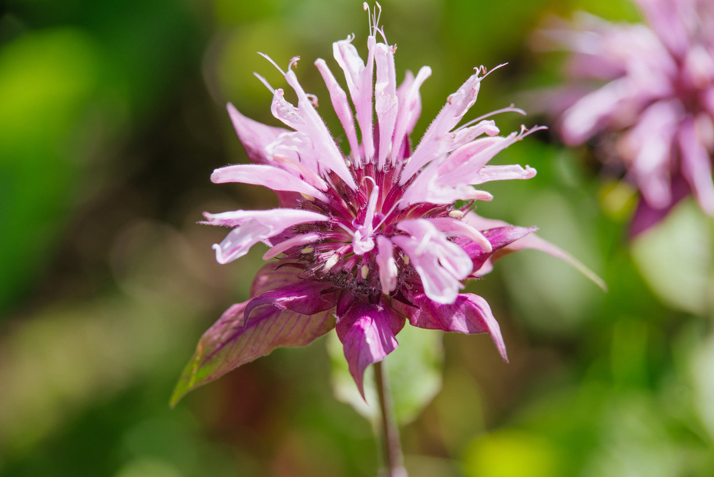 MONARDA DIDYMA BALMY™ PINK / BALMY™ PINK BEE BALM