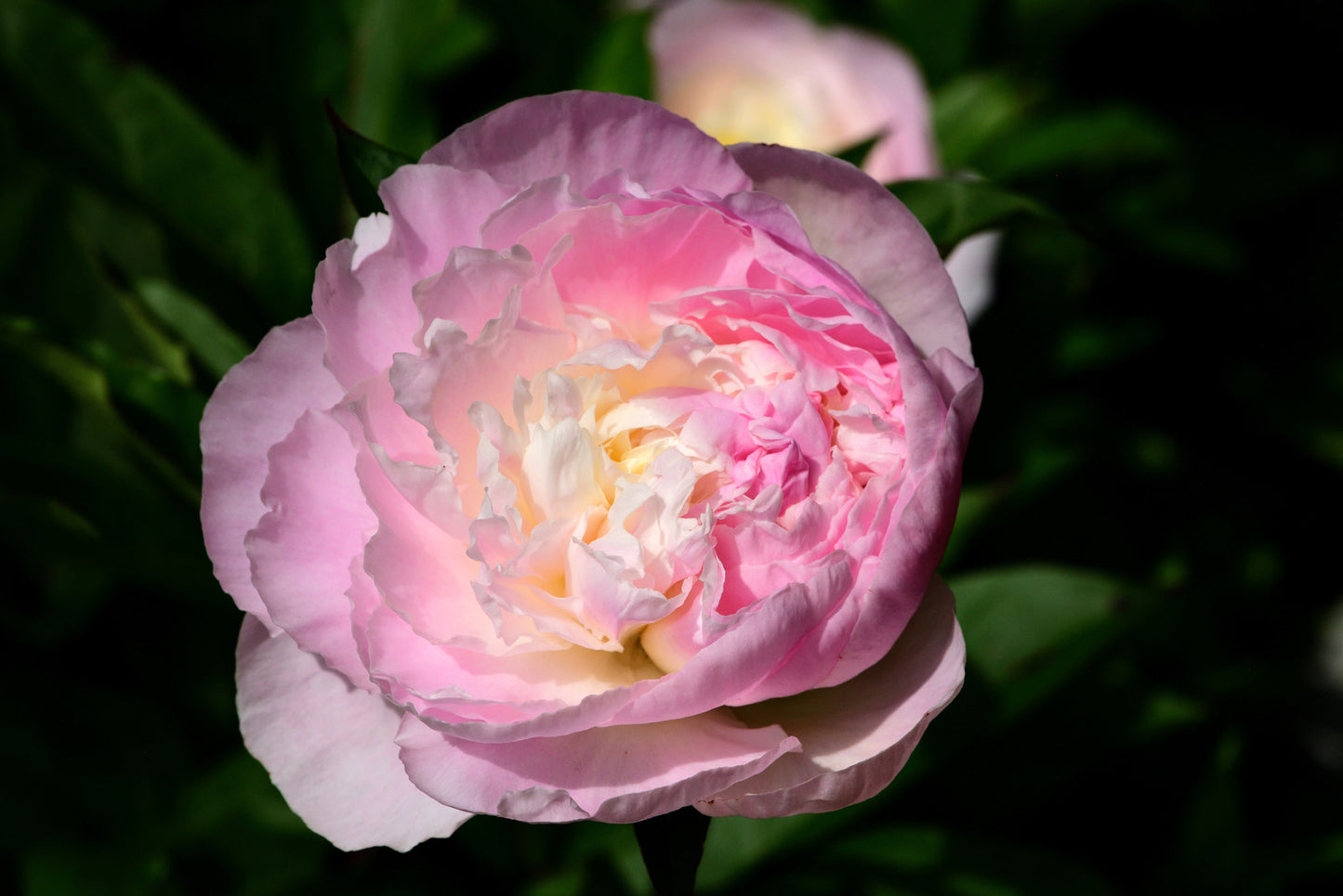 PAEONIA SHIRLEY TEMPLE / PEONY