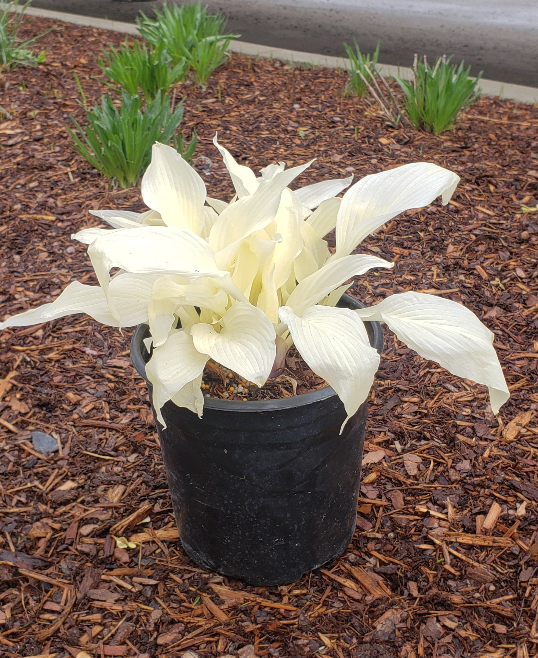 HOSTA WHITE FEATHER / PLANTAIN LILY