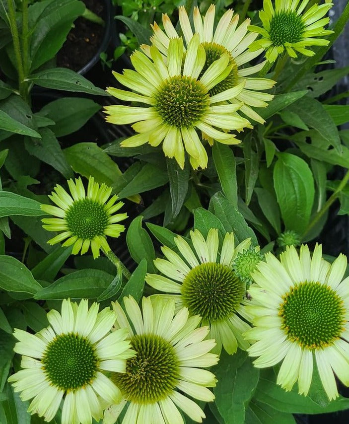 ECHINACEA PURPUREA GREEN JEWEL / GREEN JEWEL CONEFLOWER