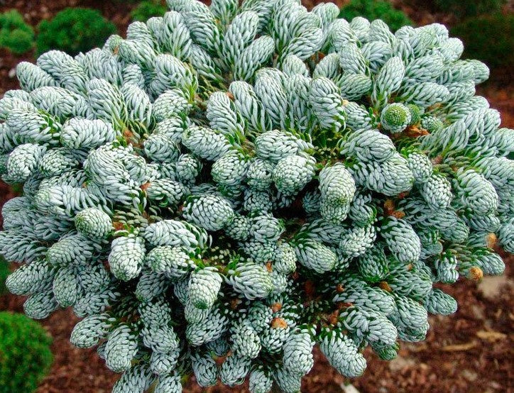 ABIES KOREANA ICE BREAKER / MINIATURE KOREAN FIR
