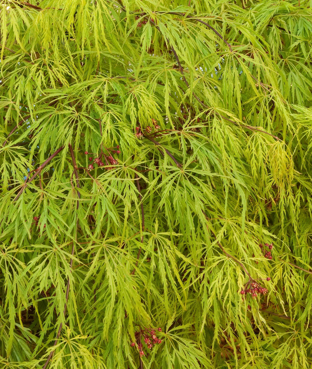 ACER PALMATUM DISSECTUM WATERFALL / WATERFALL JAPANESE MAPLE