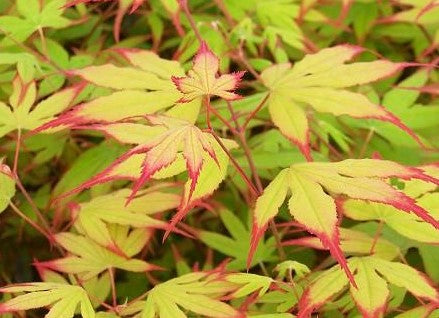 ACER PALMATUM TSUMA-GAKI / RED FINGERNAILS JAPANESE MAPLE