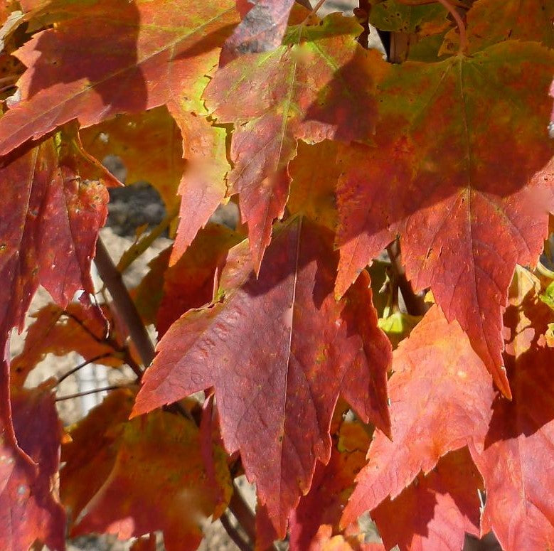 ACER RUBRUM RED ROCKET / RED ROCKET MAPLE