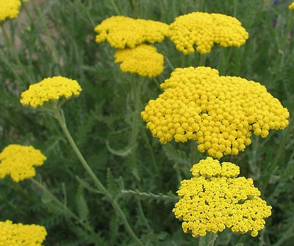 Achillea 'Novaachdus' Moon Dust TM (Yarrow - Moon Dust - Pale Yellow)