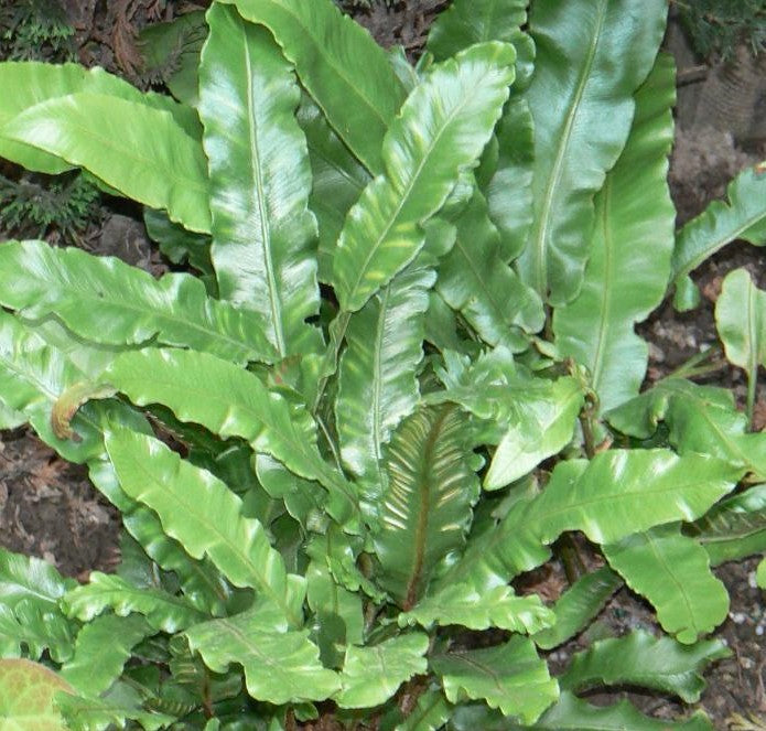 ASPLENIUM SCOLOPENDRIUM / HART&