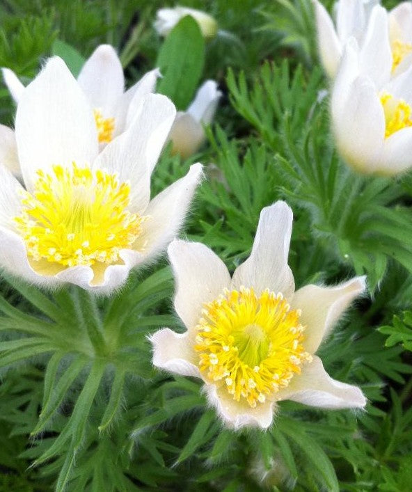 ANEMONE PULSATILLA VULGARIS ALBA / PASQUE FLOWER