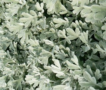 ARTEMISIA STELLERIANA SILVER BROCADE / SILVER BROCADE ARTEMISIA