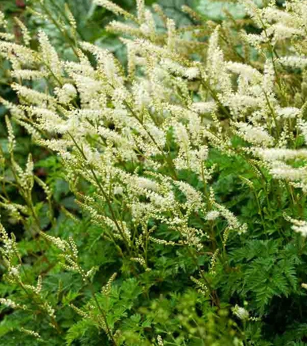 ARUNCUS AETHUSIFOLIUS / DWARF GOAT'S BEARD