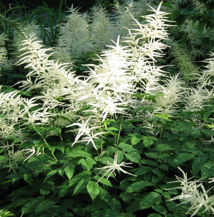 ARUNCUS DIOICUS / GOAT'S BEARD