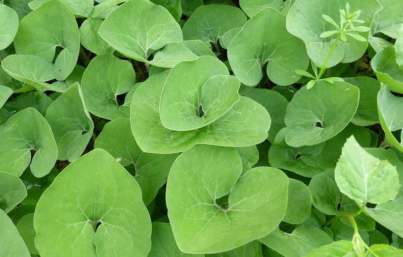 ASARUM CANADENSE / WILD GINGER