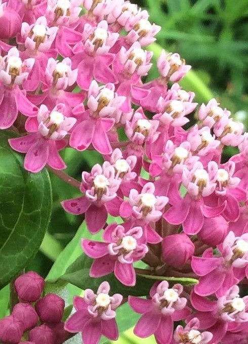 ASCLEPIAS INCARNATA / SWAMP MILKWEED