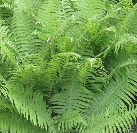 ATHYRIUM FILIX-FEMINA / LADY FERN