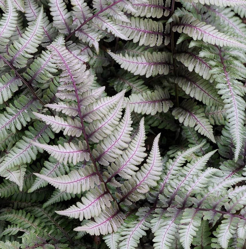 ATHYRIUM NIPONICUM PICTUM / JAPANESE PAINTED FERN