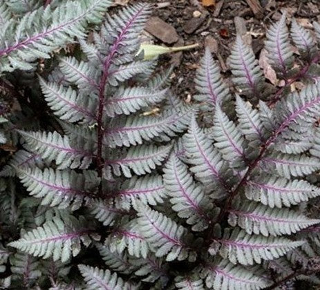 ATHYRIUM NIPONICUM REGAL RED / JAPANESE PAINTED FERN