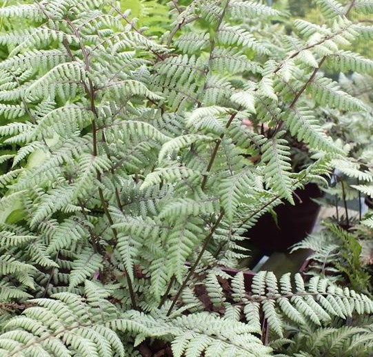 ATHYRIUM X GHOST / GHOST FERN