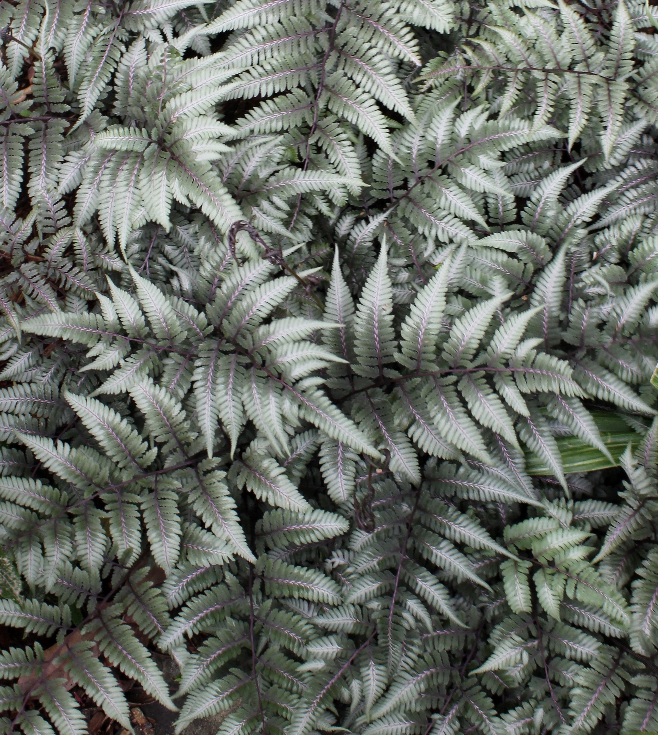 ATHYRIUM GODZILLA / GIANT JAPANESE PAINTED FERN