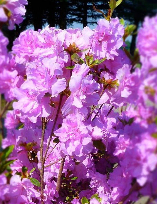 AZALEA (RHODODENDRON) ELSIE LEE / ELSIE LEE AZALEA
