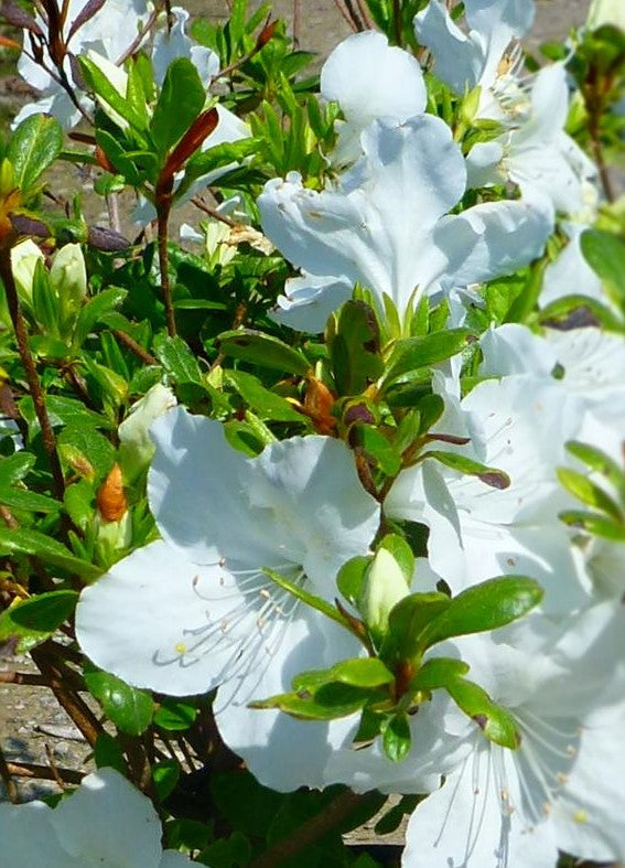 AZALEA (RHODODENDRON) GIRARD&