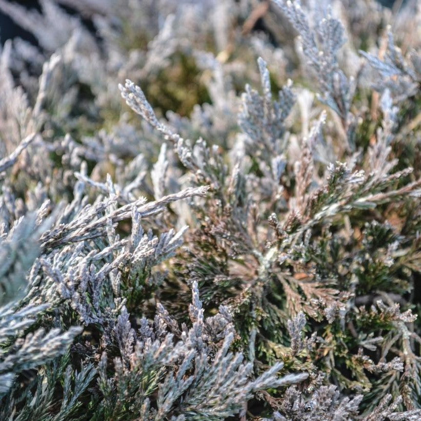 JUNIPERUS HORIZONTALIS BAR HARBOR / BAR HARBOR JUNIPER