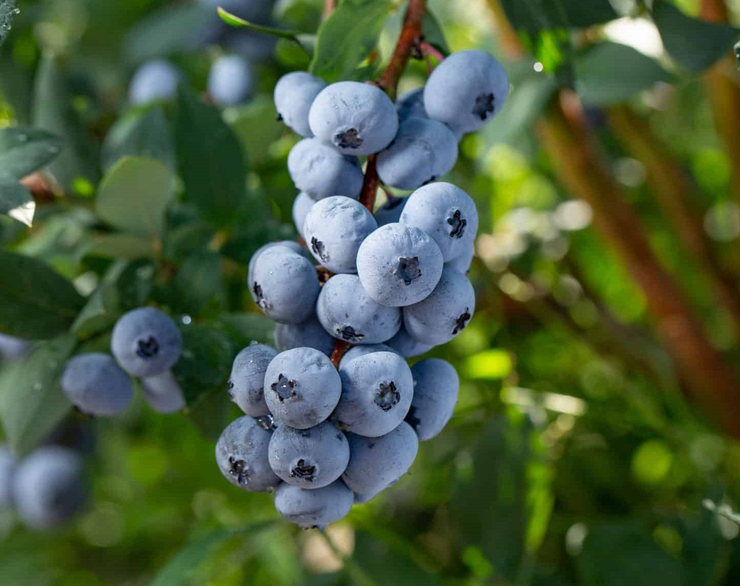 BLUEBERRY SWEETHEART / SWEETHEART BLUEBERRY