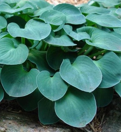 HOSTA BLUE MOUSE EARS / PLANTAIN LILY