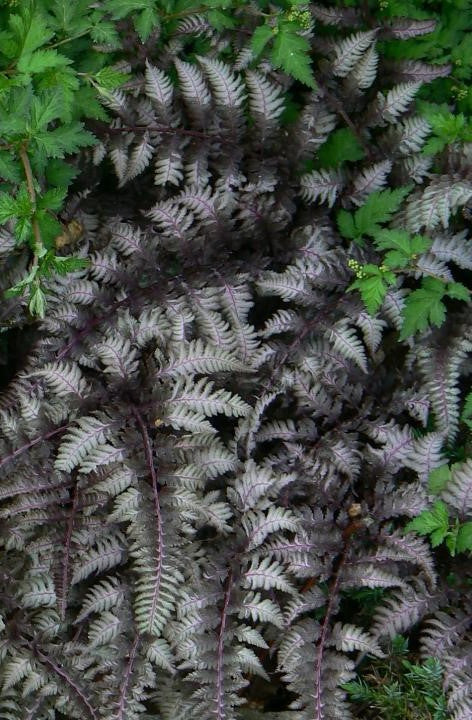 ATHYRIUM NIPONICUM VAR. PICTUM BURGUNDY LACE / BURGUNDY LACE JAPANESE PAINTED FERN