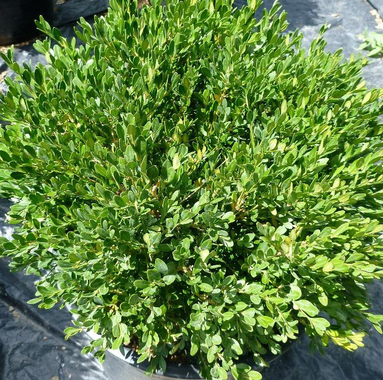 BUXUS MICROPHYLLA PINCUSHION / PINCUSHION BOXWOOD
