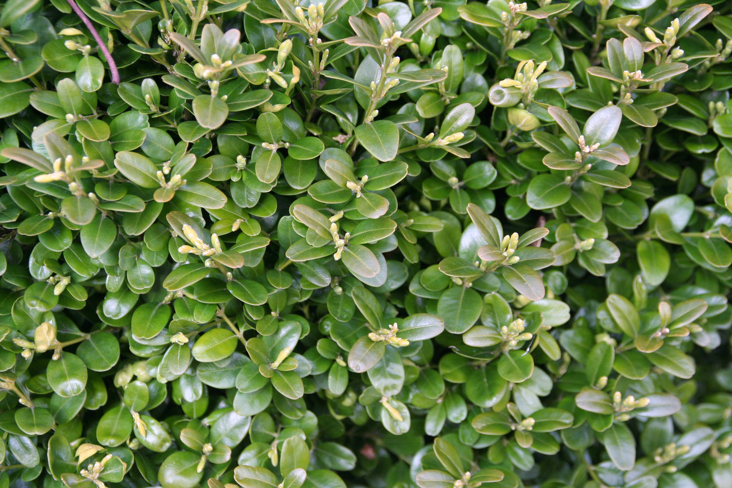BUXUS MICROPHYLLA WINTER BEAUTY / WINTER BEAUTY BOXWOOD