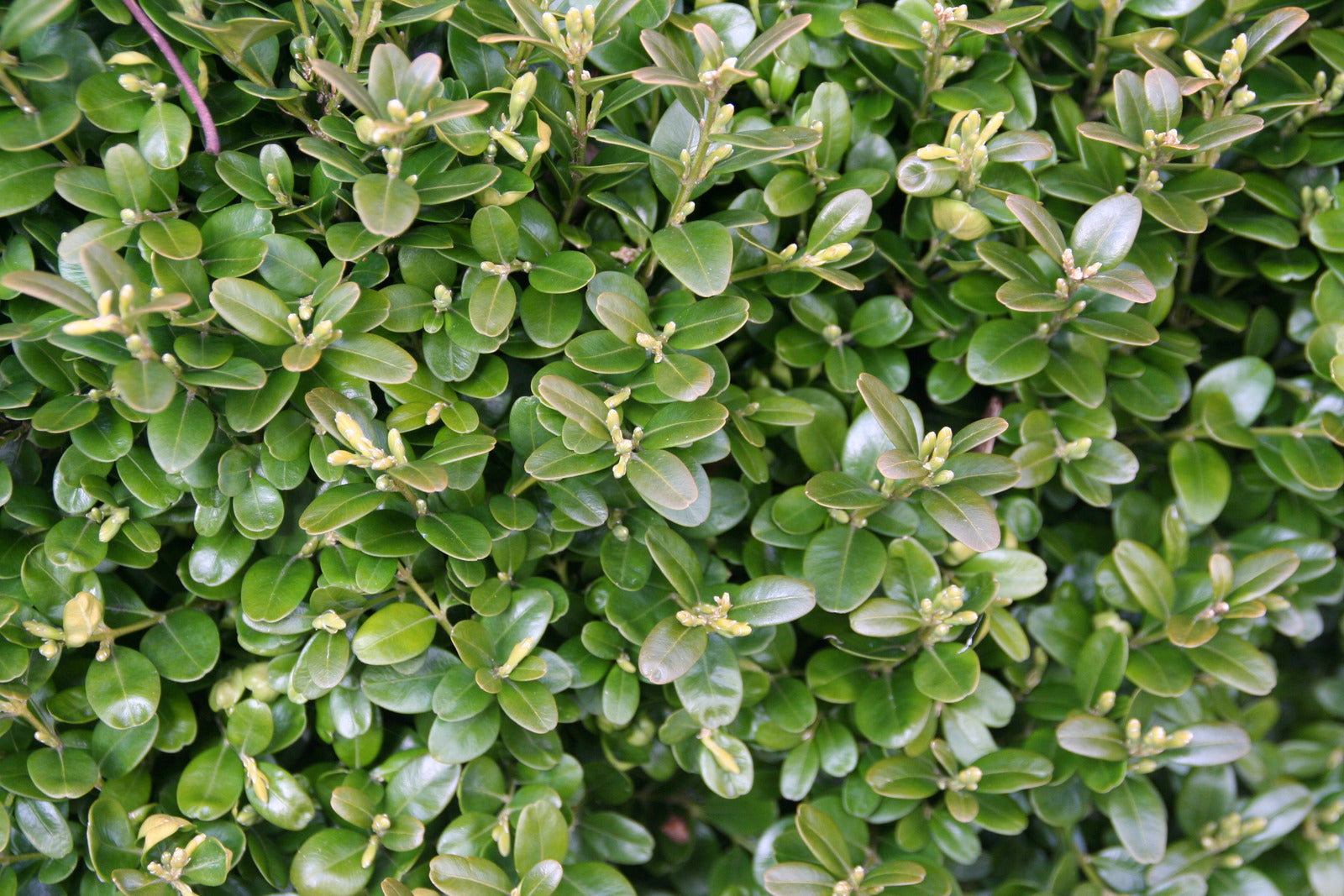 BUXUS MICROPHYLLA WINTER BEAUTY / WINTER BEAUTY BOXWOOD