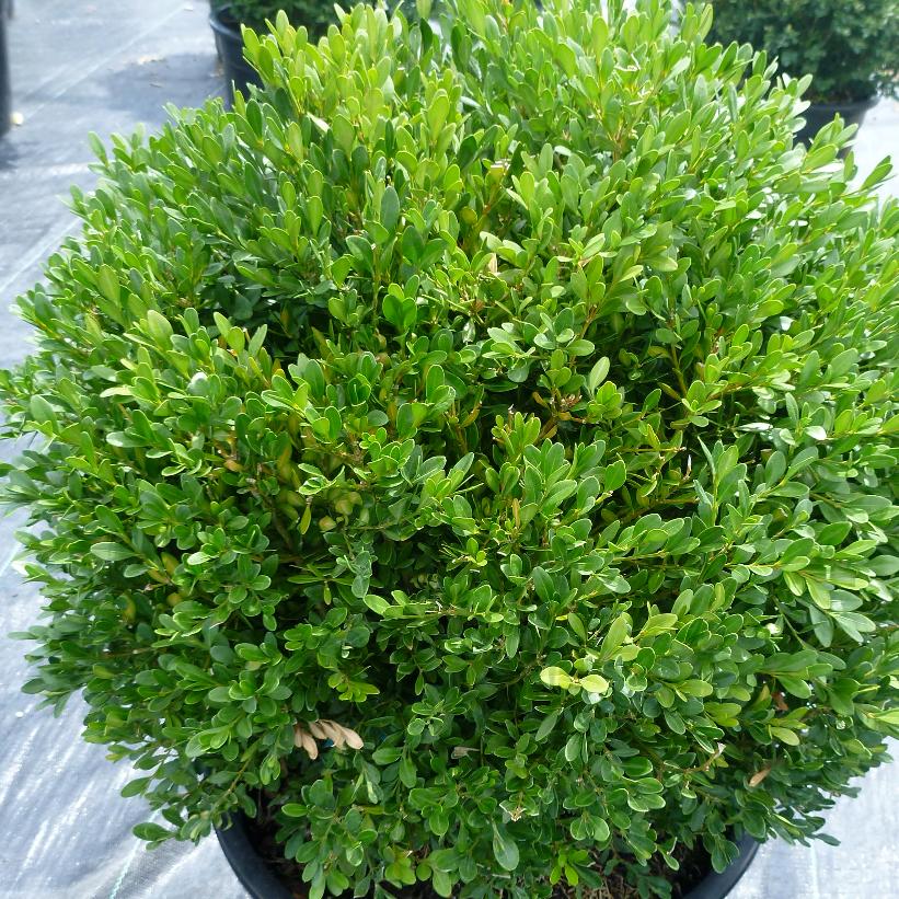 BUXUS X GREEN GEM / GREEN GEM BOXWOOD