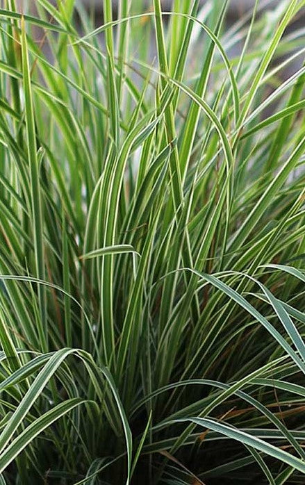 CALAMAGROSTIS ACUTIFLORA HELLO SPRING / REED GRASS