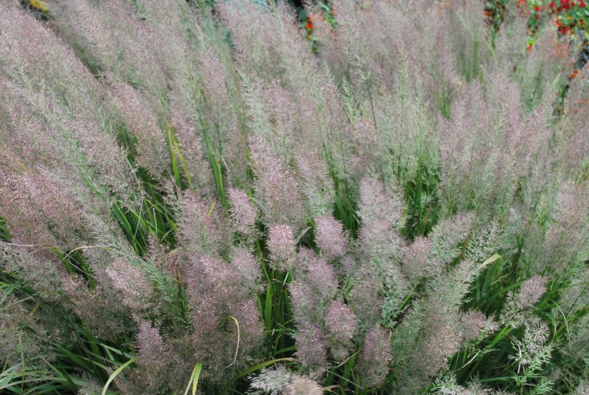 CALAMAGROSTIS BRACHYTRICHA / AUTUMN FEATHER REED GRASS