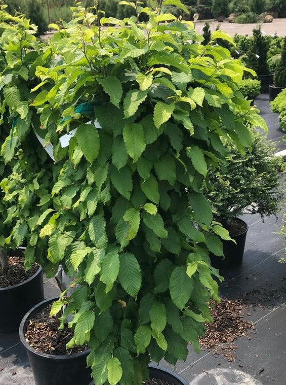 CARPINUS BETULUS COLUMNARIS NANA / DWARF COLUMNAR HORNBEAM