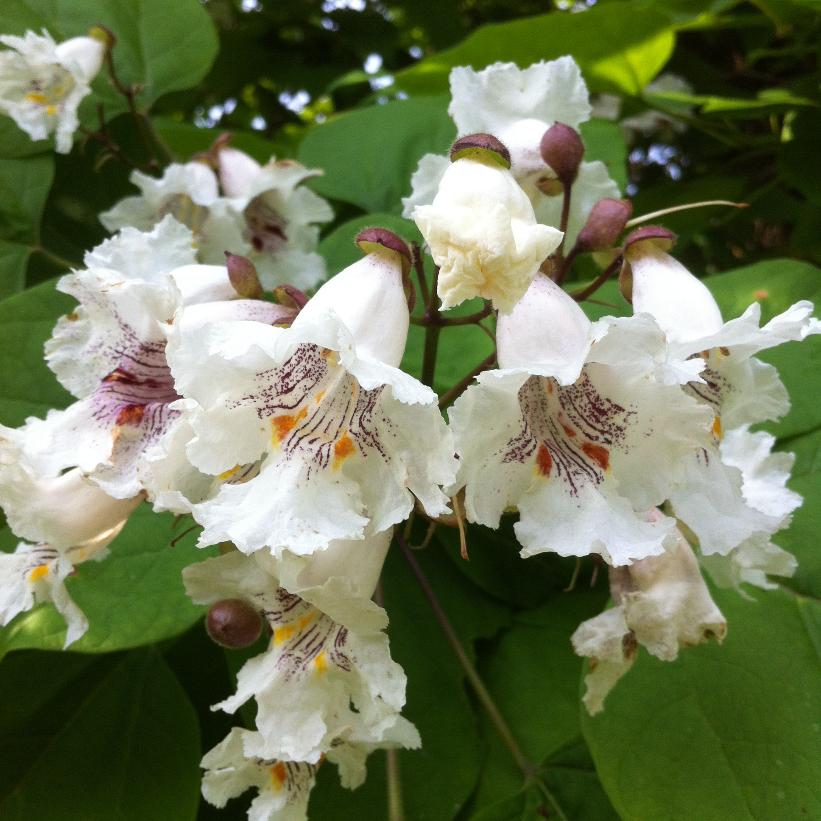 CATALPA SPECIOSA / NORTHERN CATALPA