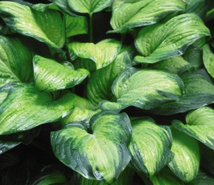 HOSTA GUACAMOLE / PLANTAIN LILY