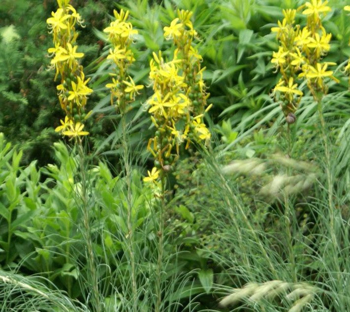 ASPHODELINE LUTEA / KING'S SPEAR