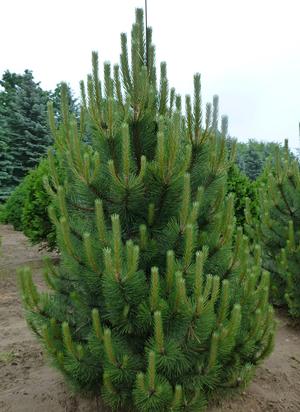 PINUS NIGRA COMPACTA / COMPACT AUSTRIAN BLACK PINE