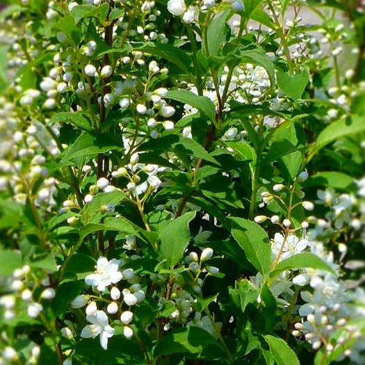 DEUTZIA X LEMOINEI COMPACTA / COMPACT DEUTZIA