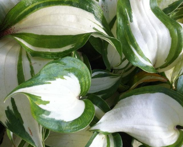 HOSTA RASPBERRY SUNDAE / PLANTAIN LILY
