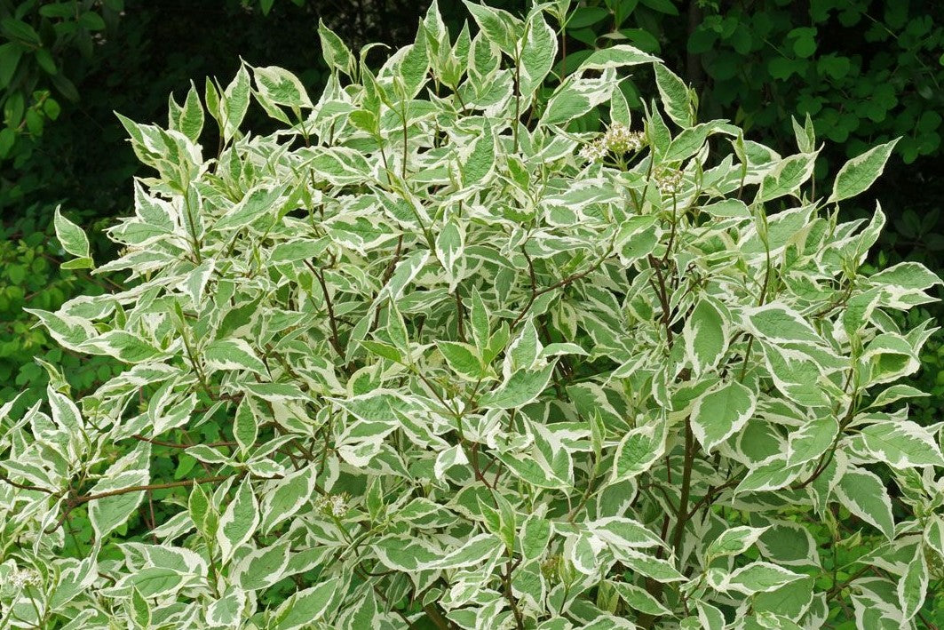 CORNUS ALBA ELEGANTISSIMA / SILVER EDGE DOGWOOD