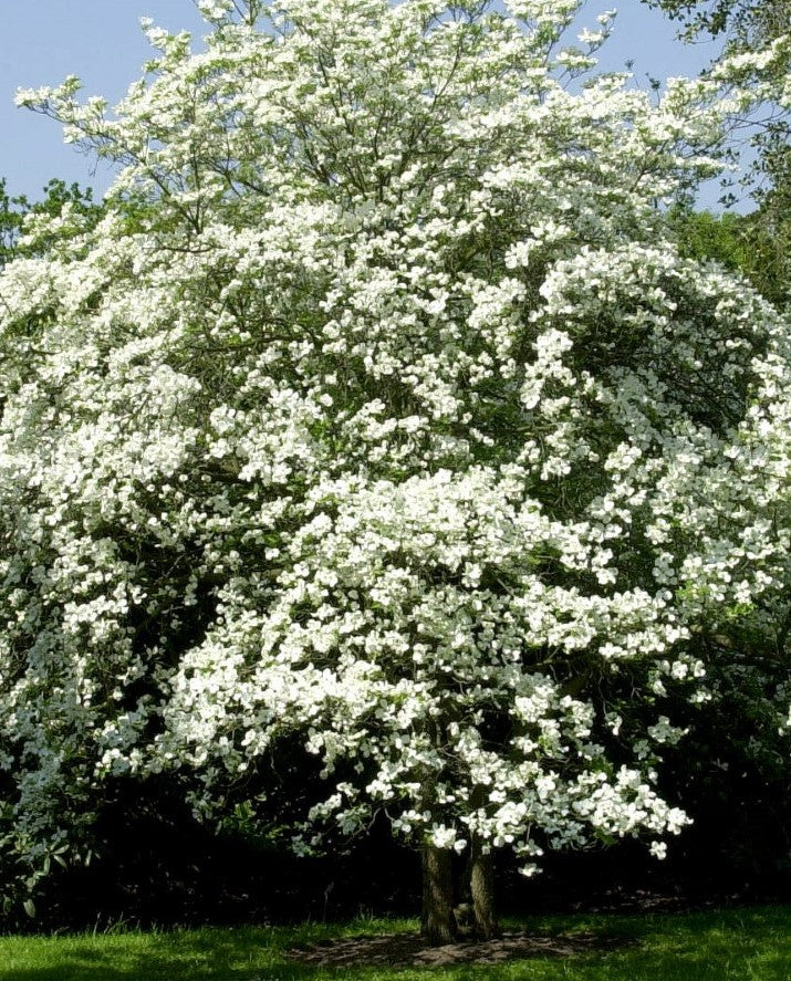 CORNUS FLORIDA / WHITE FLOWERING DOGWOOD