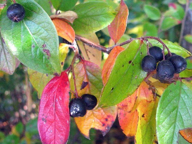 COTONEASTER ACUTIFOLIUS / PEKING COTONEASTER