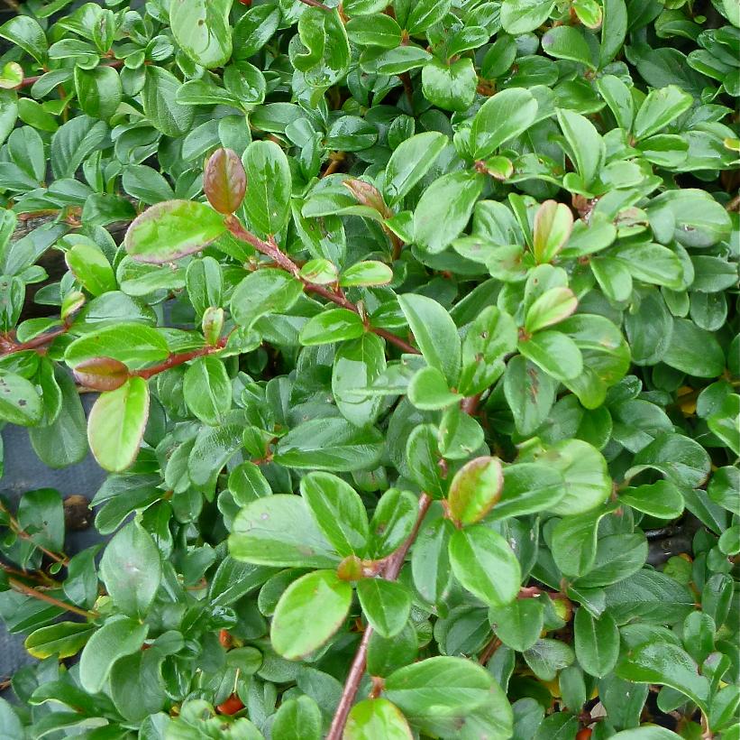 COTONEASTER DAMMERI / BEARBERRY COTONEASTER