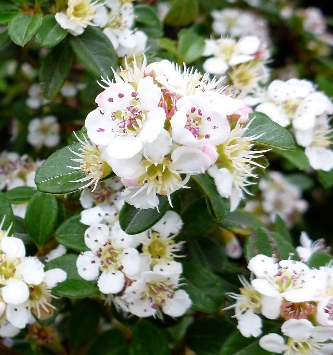 COTONEASTER DAMMERI CORAL BEAUTY / CORAL BEAUTY COTONEASTER