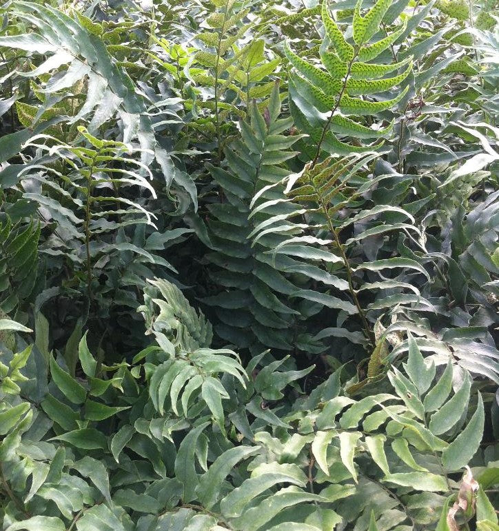 CYRTOMIUM FORTUNEI / HOLLY FERN